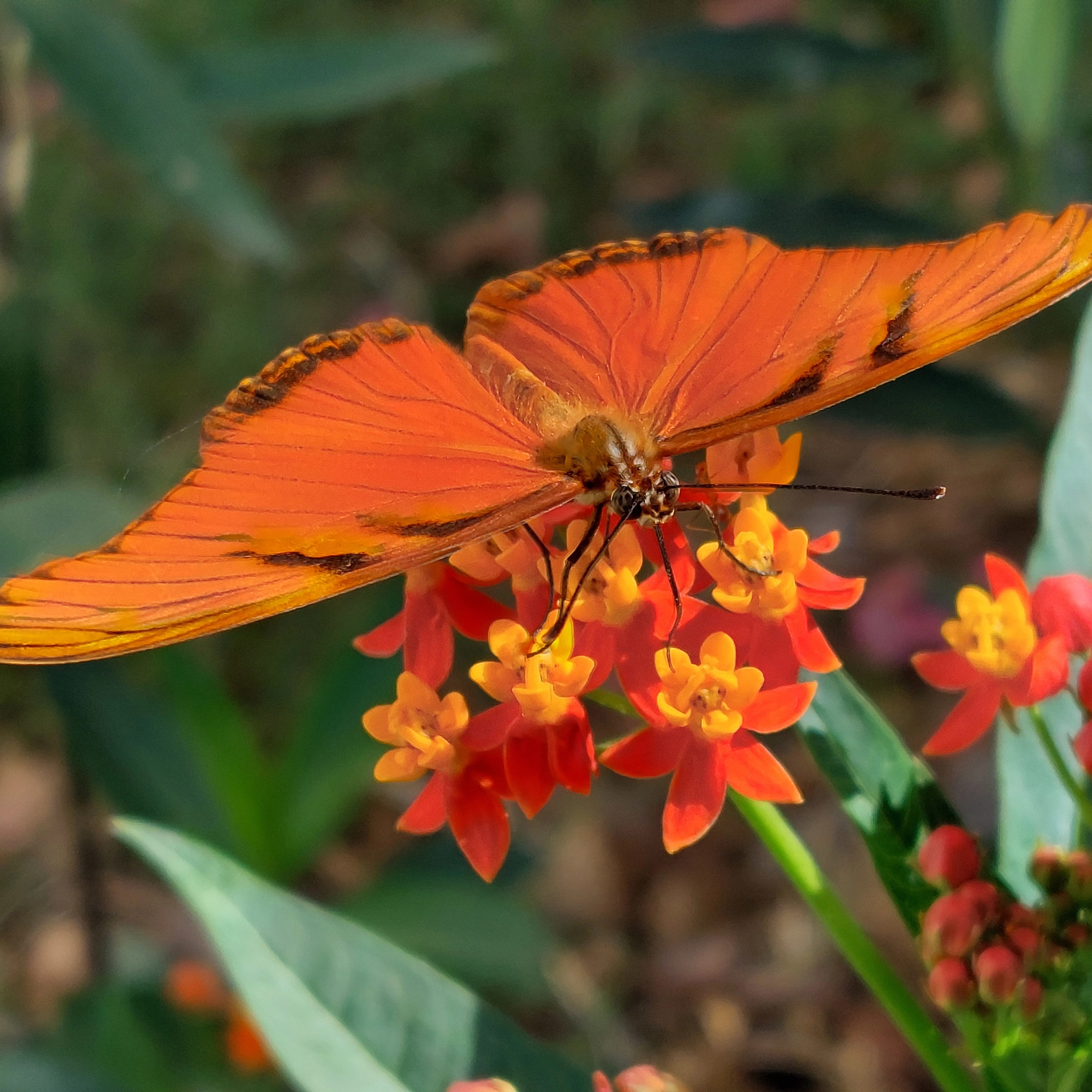 Mariposa Julia Heliconian sobre Asclepias