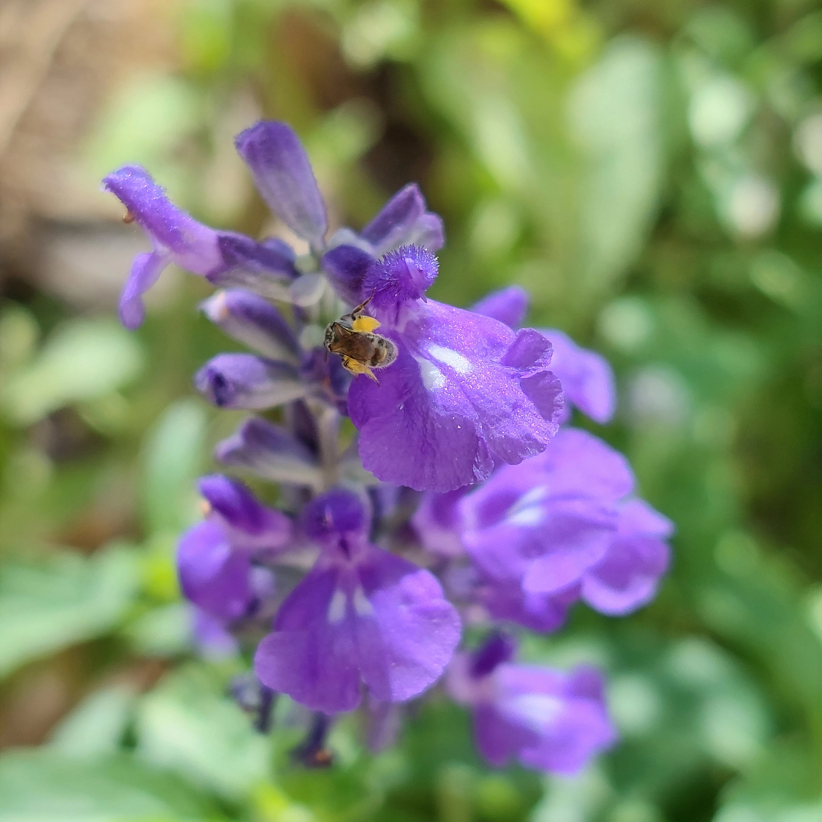 Abeja en Salvia Farinacea