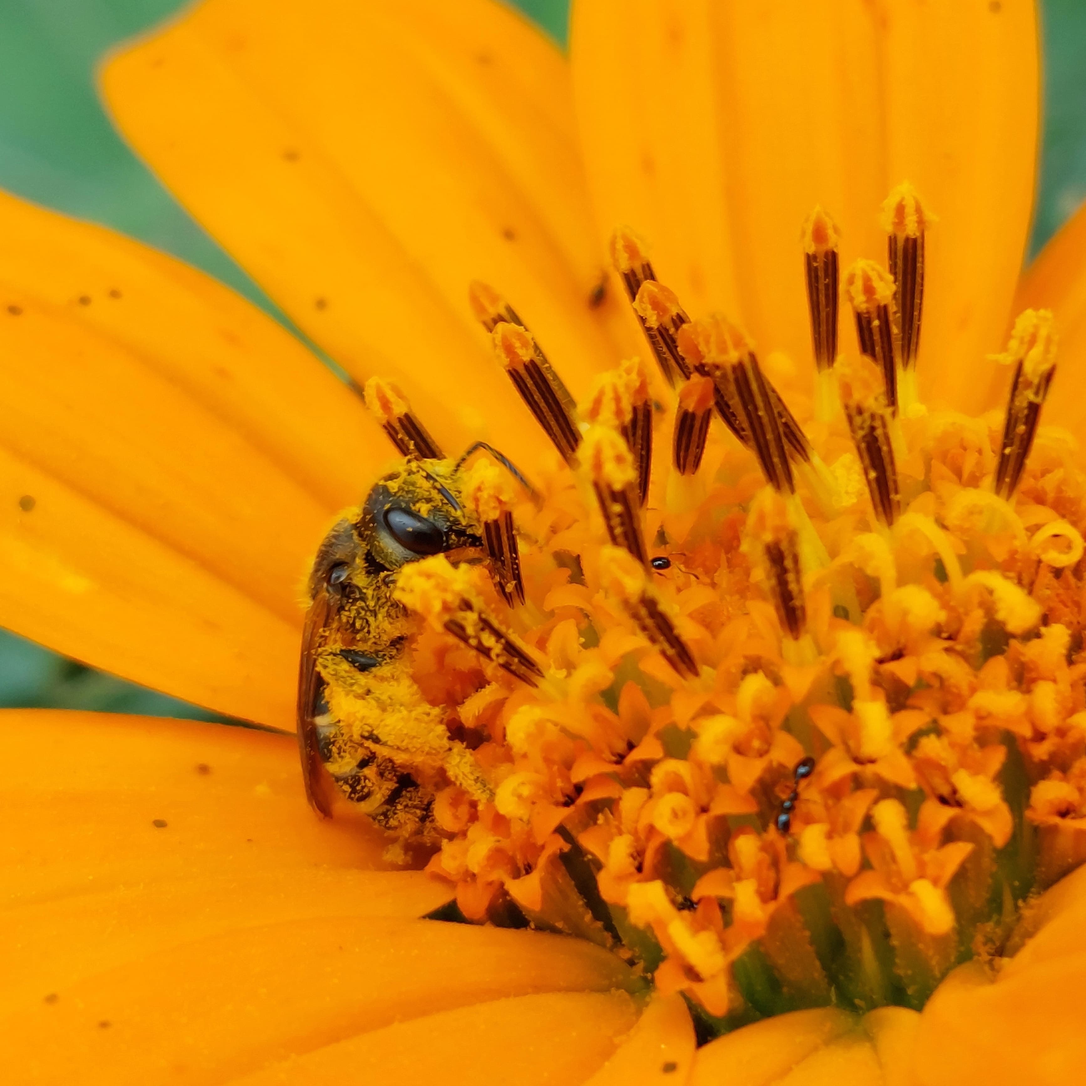 Abeja sobre girasol Mexicano