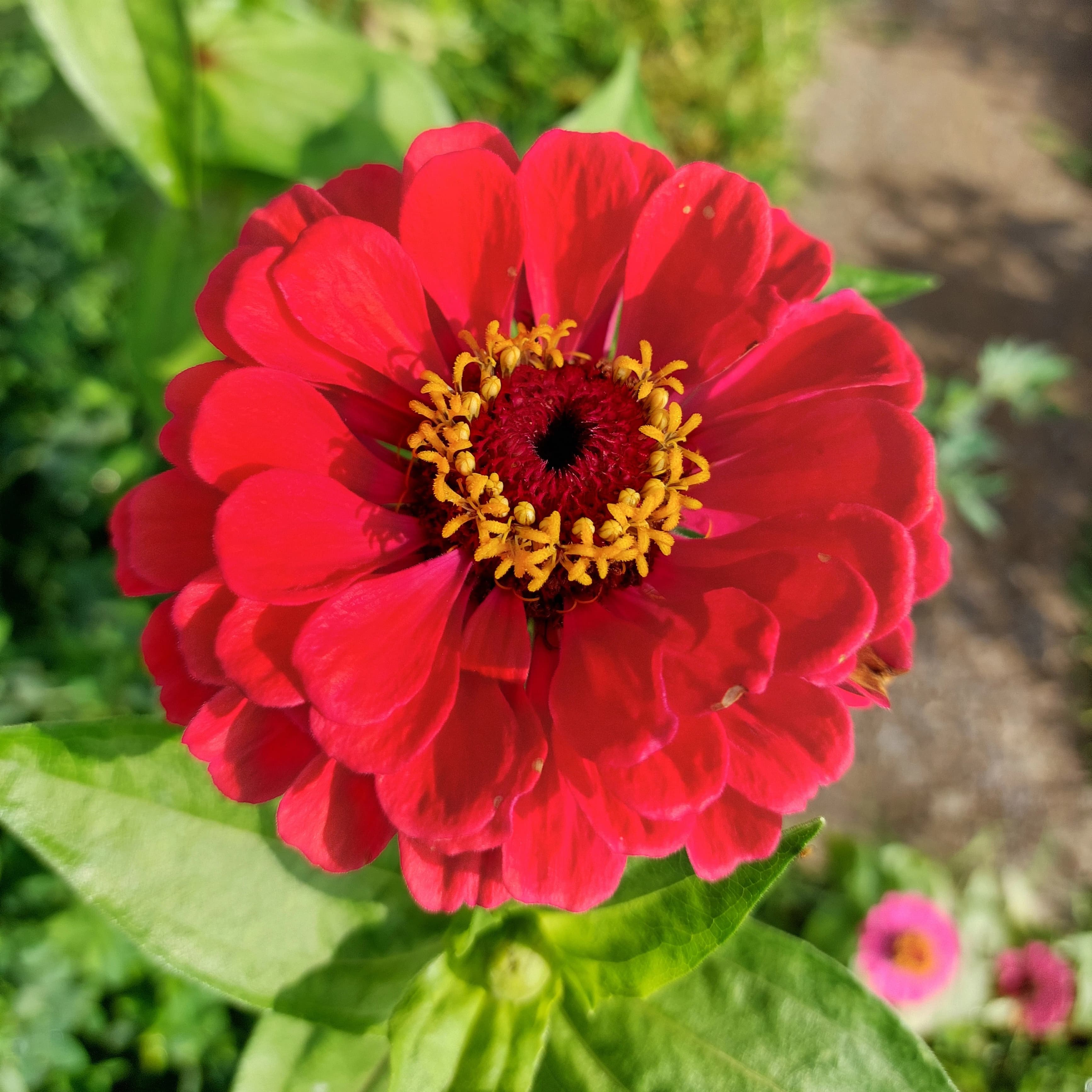 Flor de Zinnia elegans